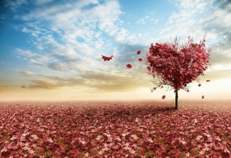 Red-Leaves-Heart-Tree
